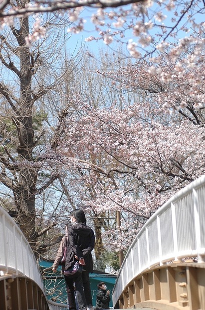 国立市の桜