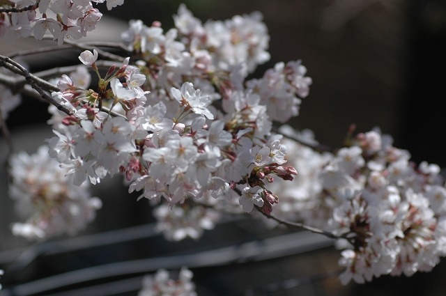 国立市の桜