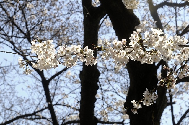 吉祥寺 井の頭公園