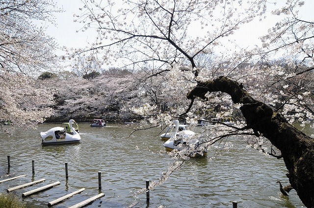 吉祥寺 井の頭公園