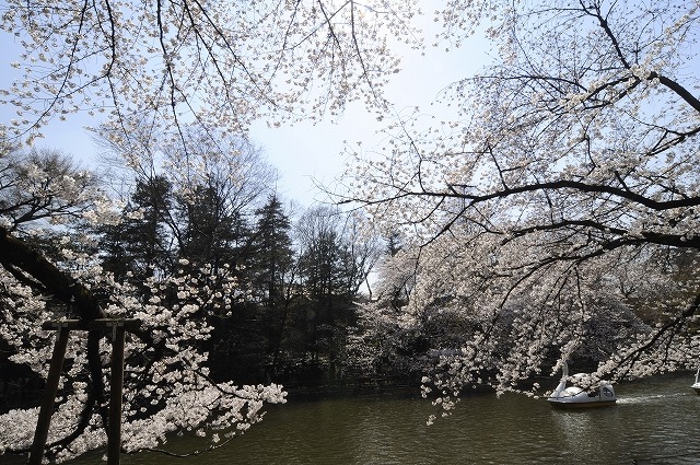 吉祥寺 井の頭公園