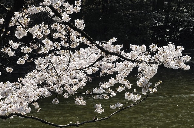 吉祥寺 井の頭公園