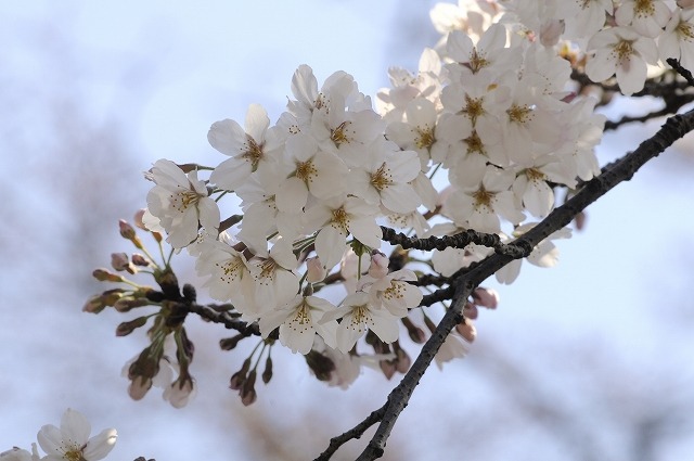 吉祥寺 井の頭公園