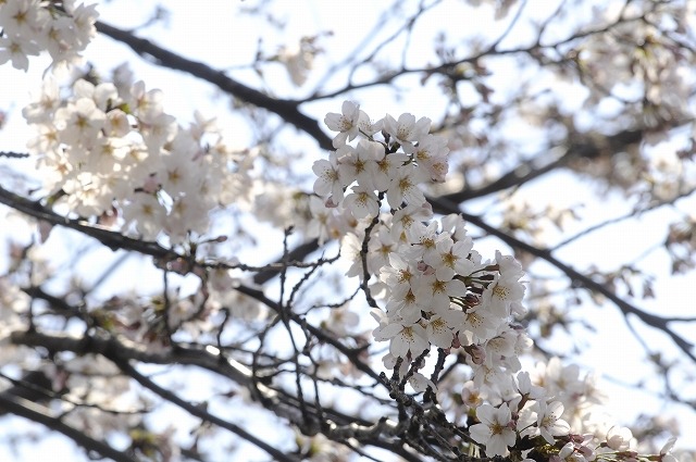 吉祥寺 井の頭公園