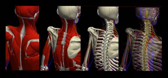 筋肉・神経・血管・骨・関節の表示を切り替えることもできる