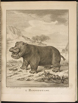 1700年代発刊のビュフォンの「The Natural History of the Hippopotamusor River horse」