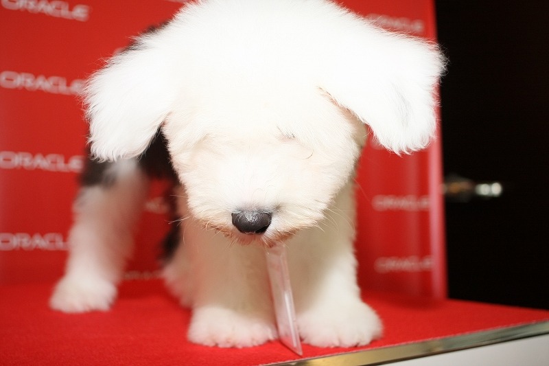 社員犬のキャンディ