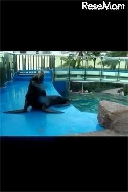 サンシャイン水族館アプリ