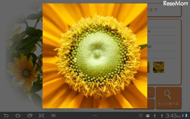 みんなの花図鑑vol.3接写編