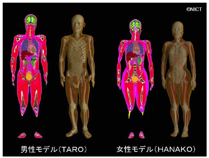日本人成人男女の数値人体モデル（左：正面からの断層表示、右：ボリュームレンダリング表示）