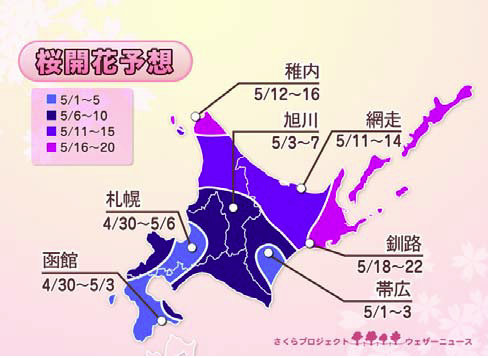 北海道はゴールデンウィークに開花ピーク