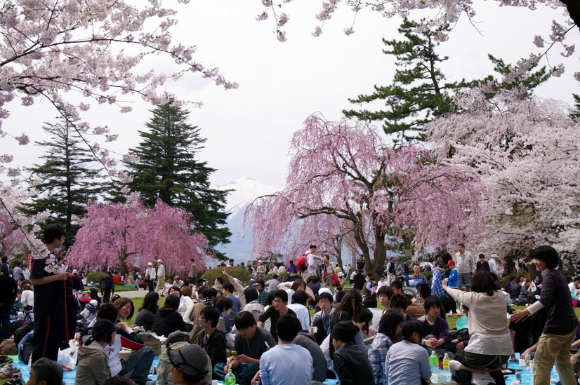 今年の花見、「仕事の付き合い」よりも「家族・友人」と楽しむ傾向強まる 