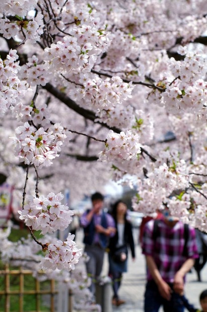 今年の花見、「仕事の付き合い」よりも「家族・友人」と楽しむ傾向強まる 