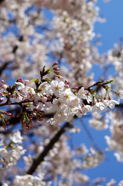 枝や木によってはまだつぼみのままの桜も