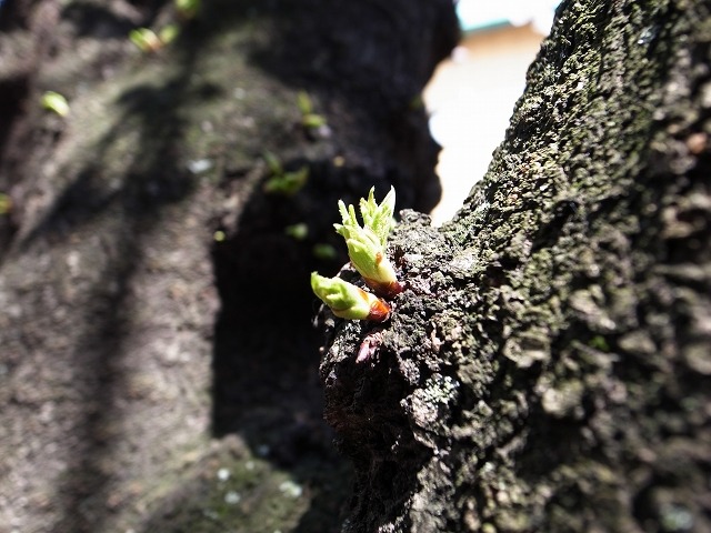 幹には新芽も