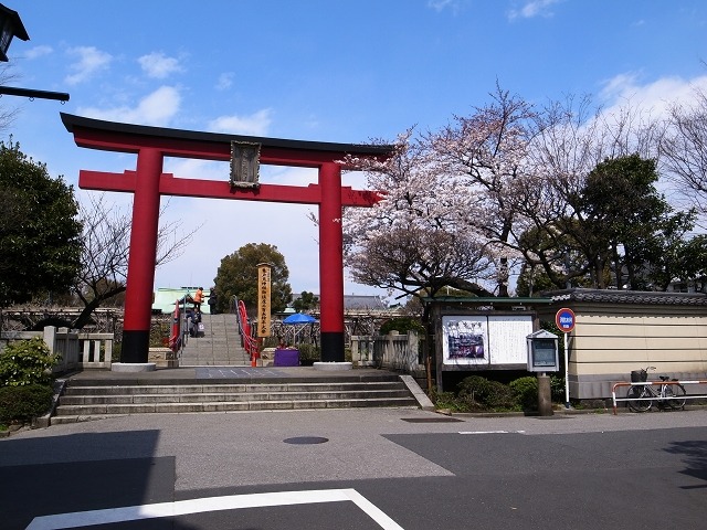 江東区・亀戸天神の桜