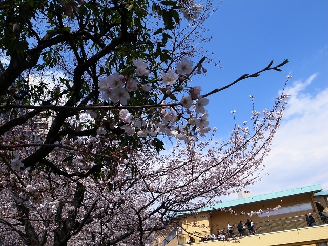 江東区・亀戸緑道公園の桜