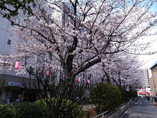 江東区・亀戸緑道公園の桜
