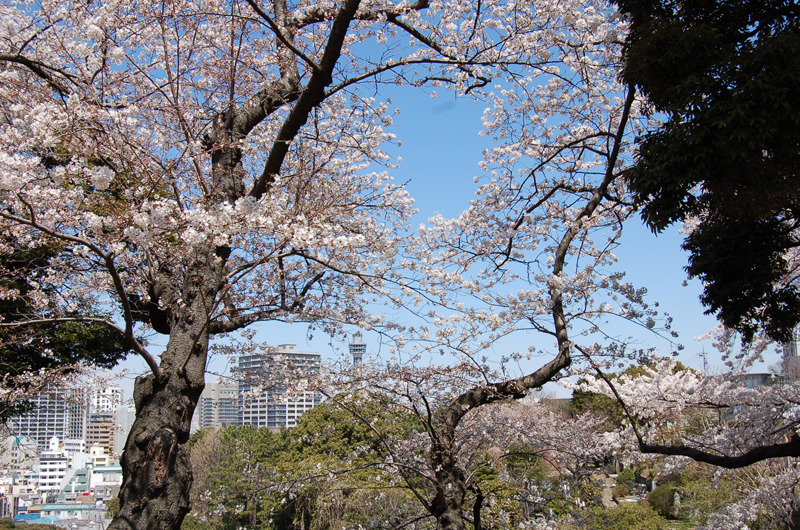 元町公園からマリンタワーを望む