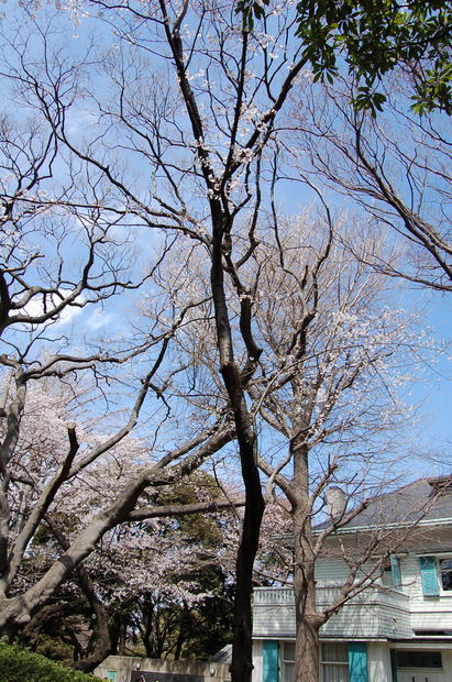 元町公園エリスマン邸前のハンブルグの女王　元町訪問記念（1982年4月4日）の桜