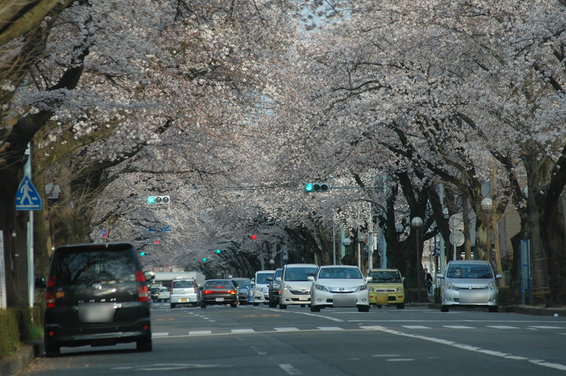 国立市の桜