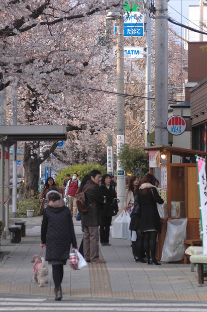 国立市の桜