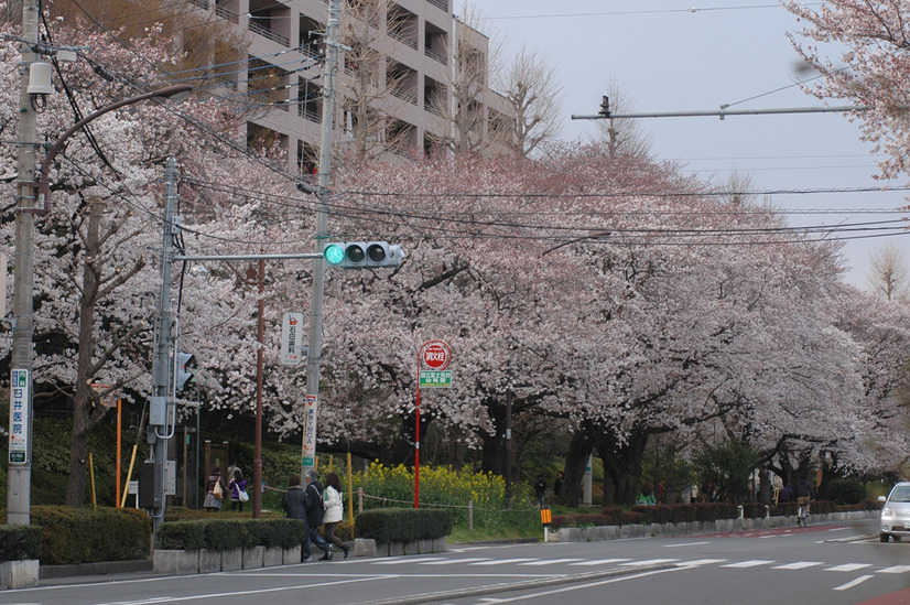 国立市の桜