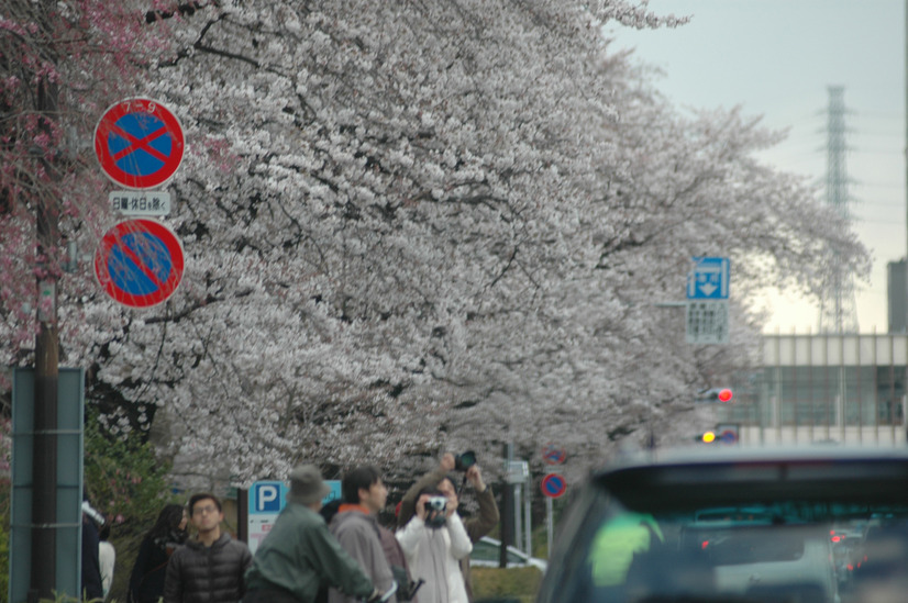 国立市の桜