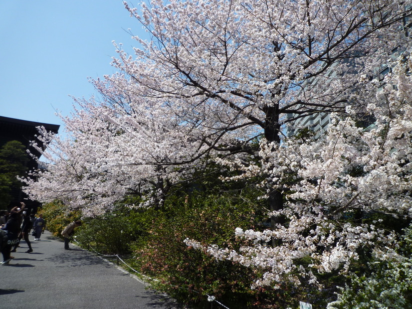 国立劇場前の桜