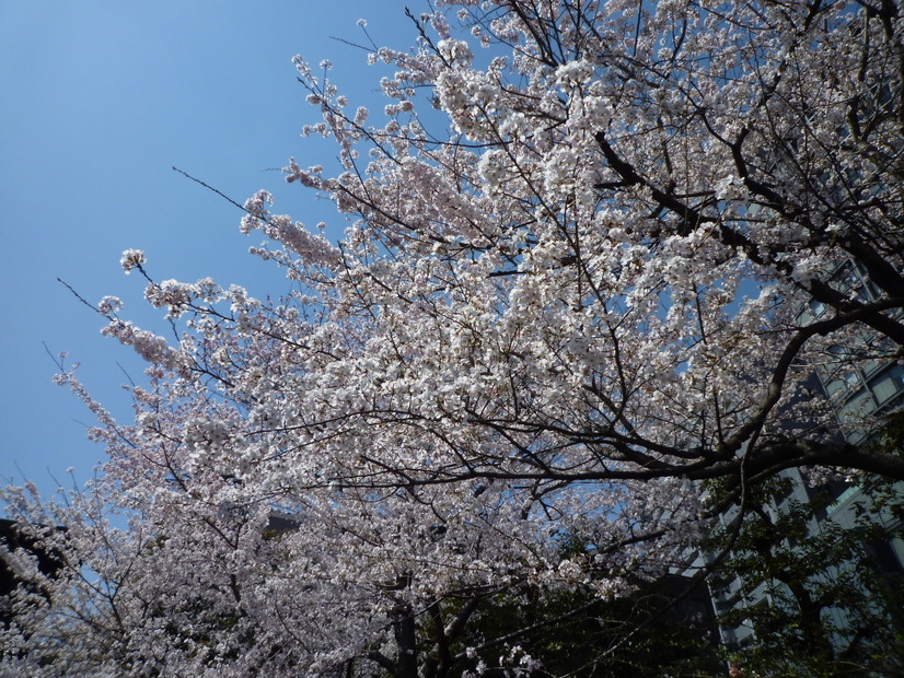 国立劇場前の桜