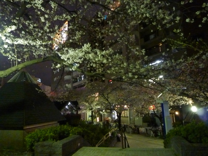 隅田公園の夜桜