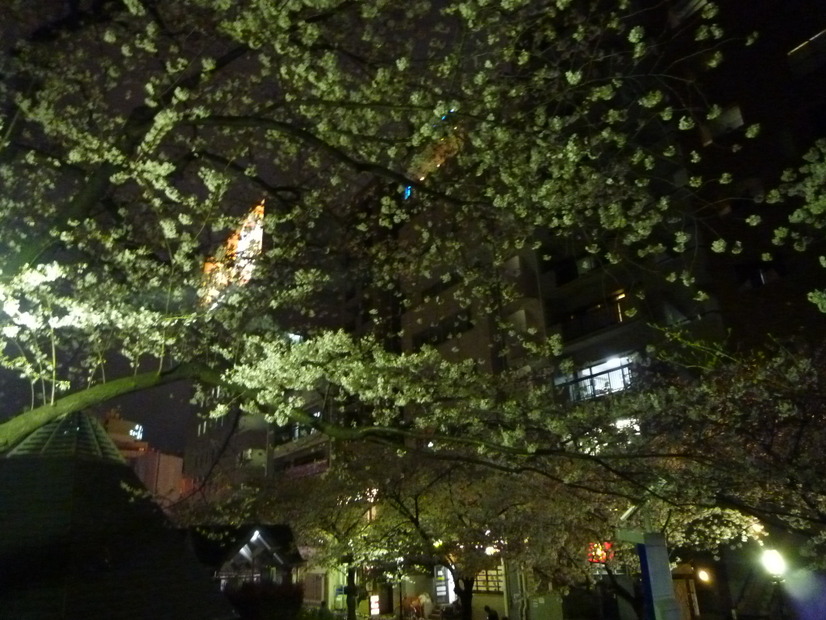 隅田公園の夜桜