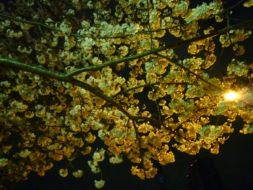 隅田公園の夜桜