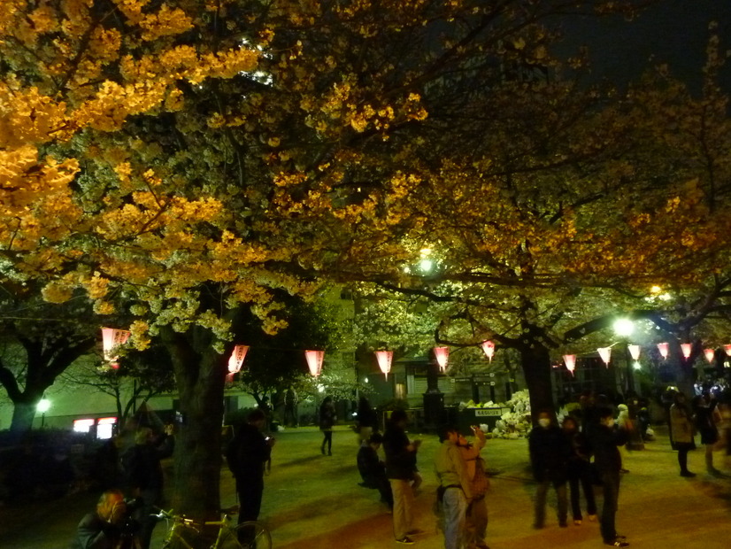 隅田公園の夜桜