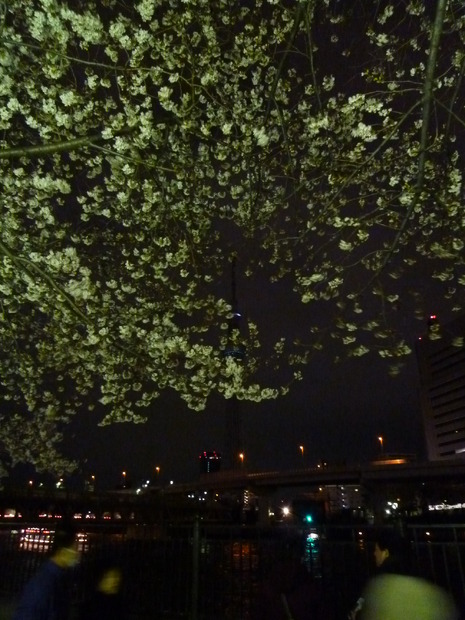 隅田公園の夜桜