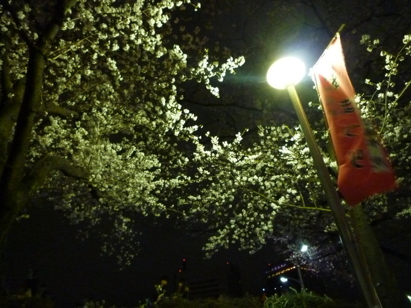 隅田公園の夜桜