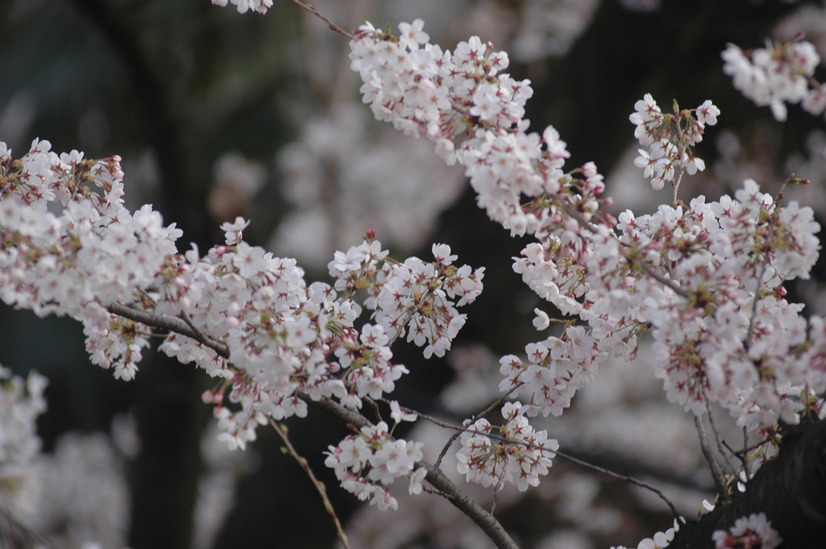 国立市の桜