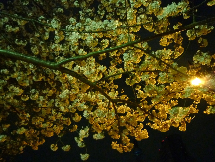 夜桜の美しさの影には…