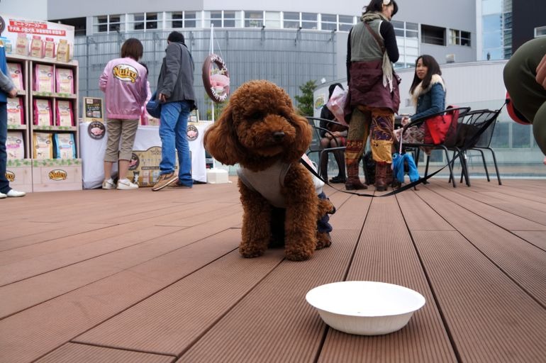 “小型犬専用”の自動販売機、ららぽーと豊洲に登場！……ワンちゃん達の反応は？ 