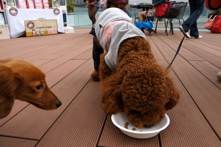 小型犬専用 の自動販売機 ららぽーと豊洲に登場 ワンちゃん達の反応は 16枚目の写真 画像 Rbb Today