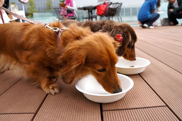 “小型犬専用”の自動販売機、ららぽーと豊洲に登場！……ワンちゃん達の反応は？ 