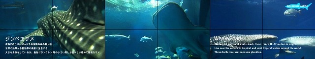 「AQUARIUM NARITA」サンプルイメージ