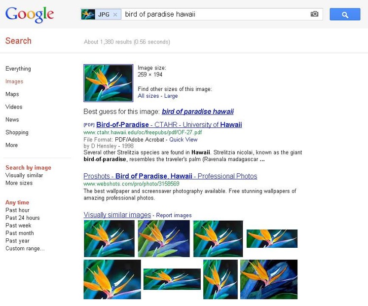 新しい画像検索。画像が「bird of paradise」(極楽鳥花)と認識されている。