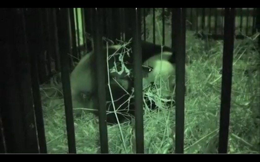 上野動物園のジャイアントパンダ「シンシン」（出産直後の動画キャプチャ）