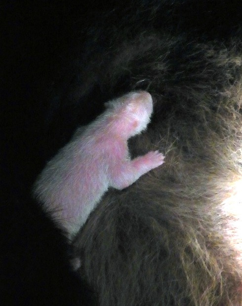 パンダ赤ちゃん（6日発表）