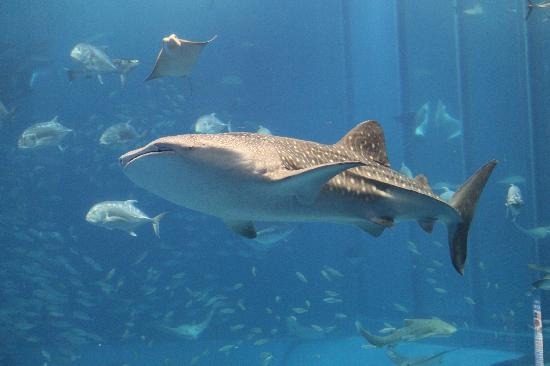 沖縄美ら海水族館