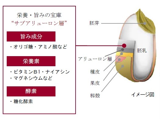 お米の構造イメージ