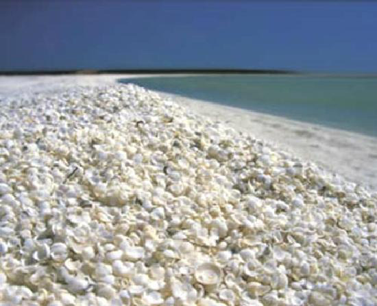 小さな貝殻でできた西オーストラリアのシェルビーチ