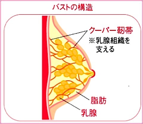 バストの構造