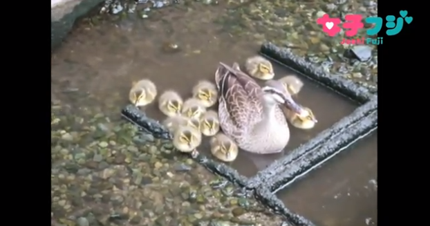カルガモなど思わず癒される動画が用意